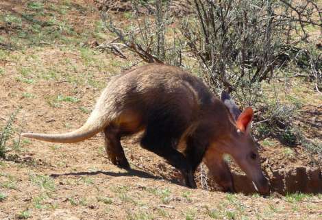aardvark