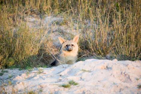 aardwolf