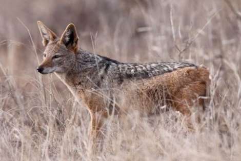 black backed jackal