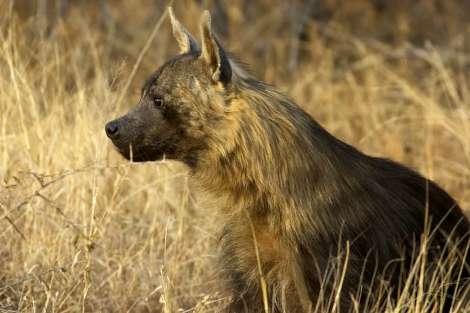 brown hyena