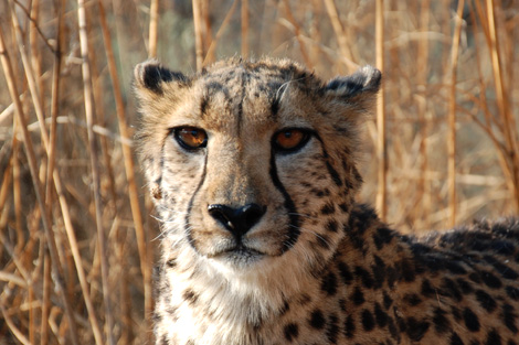cheetah