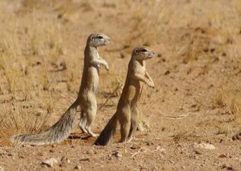 ground squirl