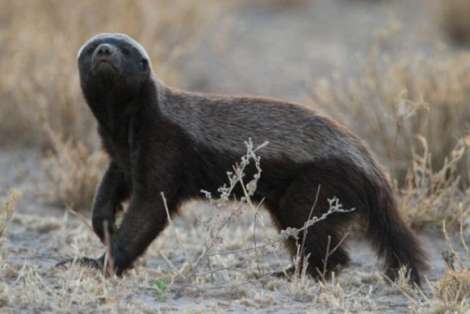 honey badger