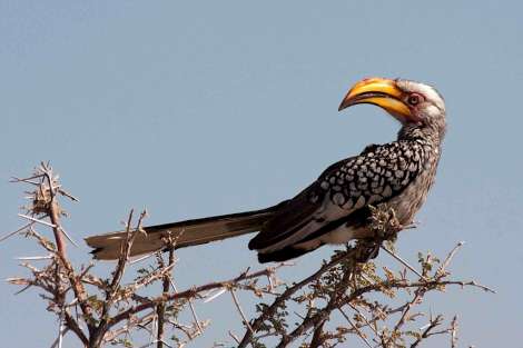 hornbill