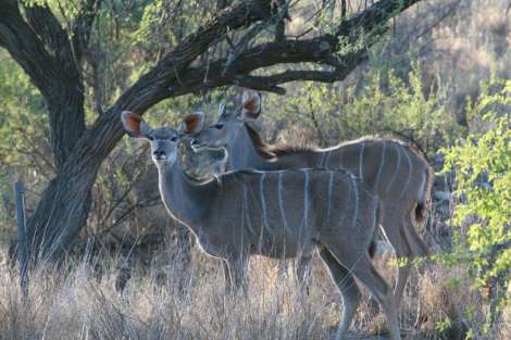 Kudus gespot op een safari