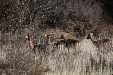 springbok