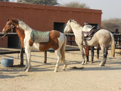 at the stables