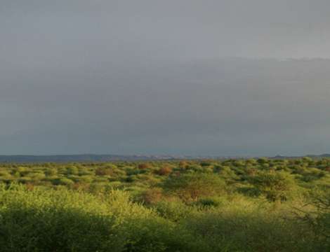 green katjapia (after rains)