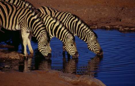 etosha halali zebra's