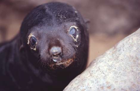 baby seal