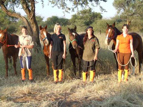 team holland with their horses