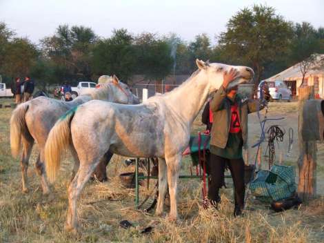 preparing the horses