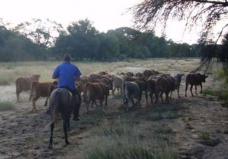 cattle drive